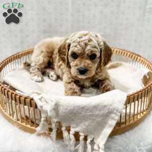 Remi, Cavapoo Puppy