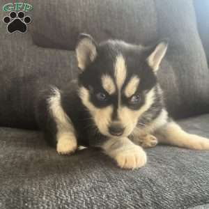 Duchess, Pomsky Puppy