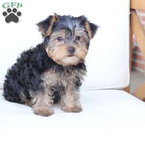 Milo, Yorkie Puppy