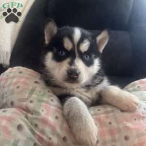 Duchess, Pomsky Puppy