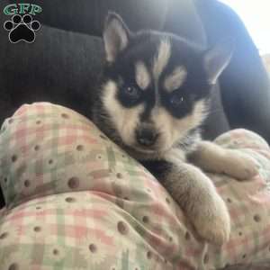 Duchess, Pomsky Puppy