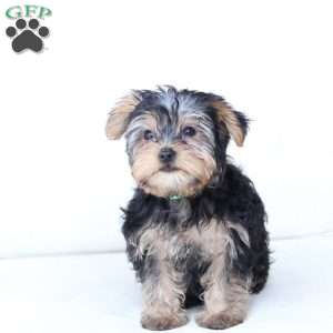 Milo, Yorkie Puppy