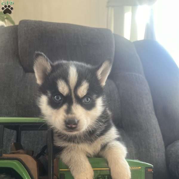 Duchess, Pomsky Puppy