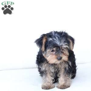 Milo, Yorkie Puppy