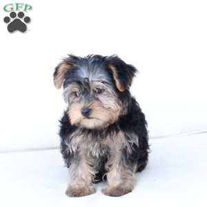 Milo, Yorkie Puppy