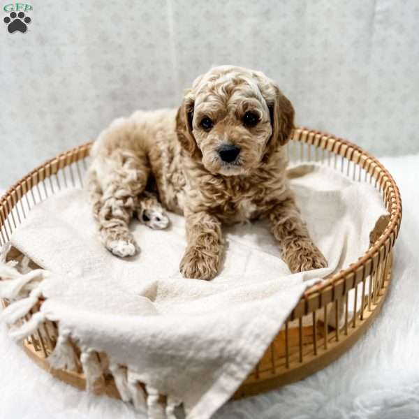 Remi, Cavapoo Puppy