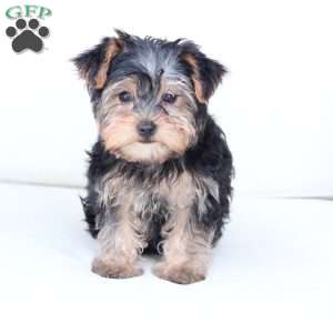 Milo, Yorkie Puppy
