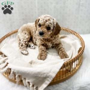 Remi, Cavapoo Puppy