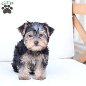 Milo, Yorkie Puppy