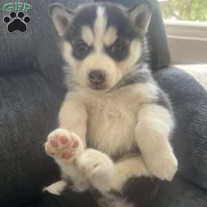 Destiny, Pomsky Puppy