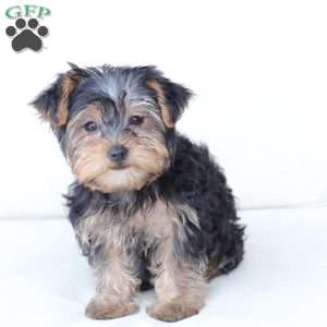 Milo, Yorkie Puppy