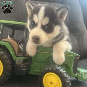 Destiny, Pomsky Puppy
