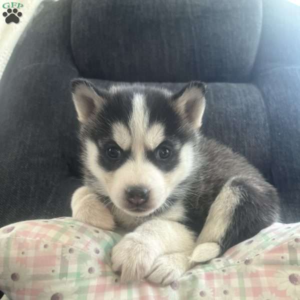 Destiny, Pomsky Puppy