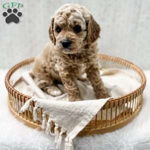 Remi, Cavapoo Puppy