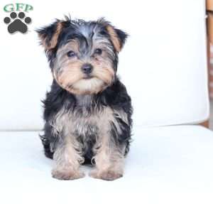 Milo, Yorkie Puppy