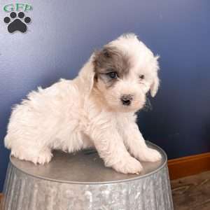 Scout, Mini Sheepadoodle Puppy