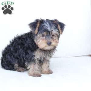 Milo, Yorkie Puppy