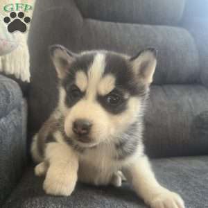 Destiny, Pomsky Puppy