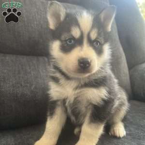 Duffy, Pomsky Puppy