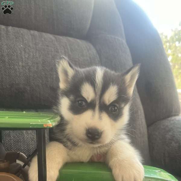 DEE DEE, Pomsky Puppy