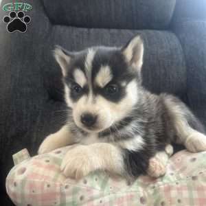 DEE DEE, Pomsky Puppy