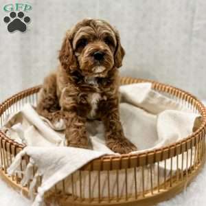 Reacher, Cavapoo Puppy