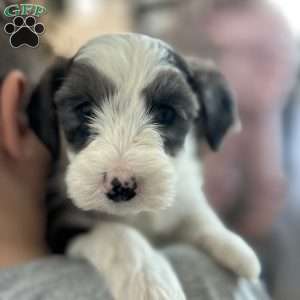 Arrow, Mini Sheepadoodle Puppy