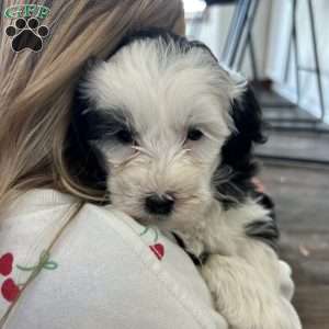 Bella, Mini Sheepadoodle Puppy