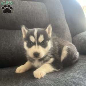 DEE DEE, Pomsky Puppy