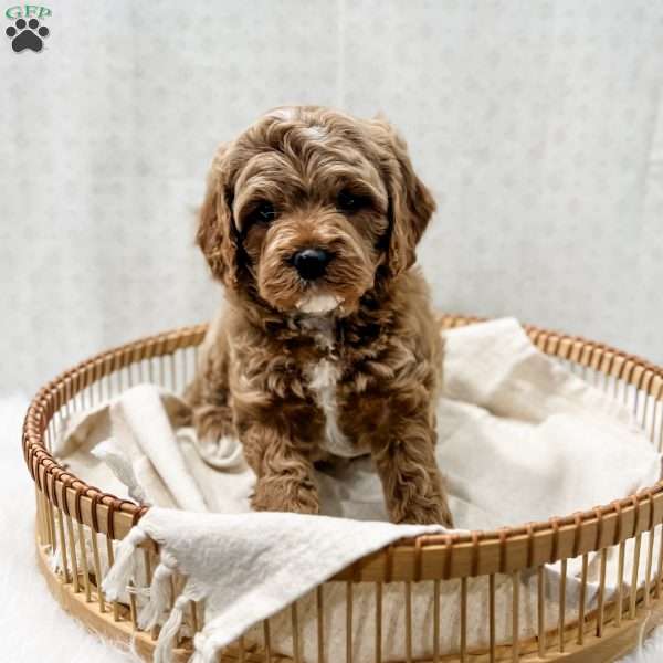 Reacher, Cavapoo Puppy