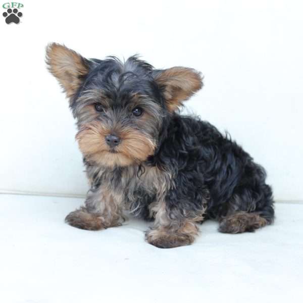 Bentley, Yorkie Puppy