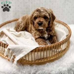 Reacher, Cavapoo Puppy