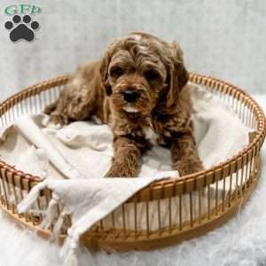 Reacher, Cavapoo Puppy