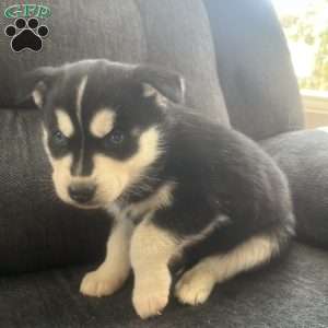 Dawson, Pomsky Puppy