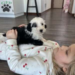 Bella, Mini Sheepadoodle Puppy