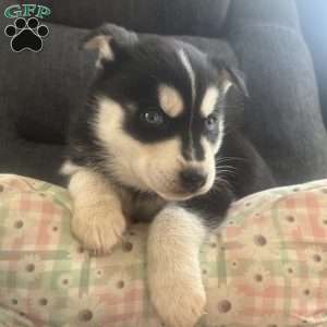 Dawson, Pomsky Puppy