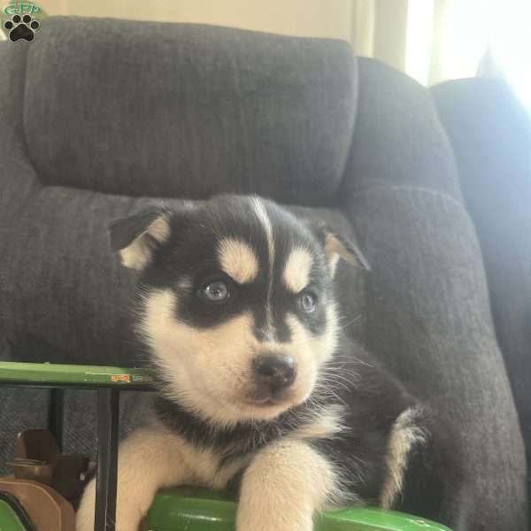 Dawson, Pomsky Puppy