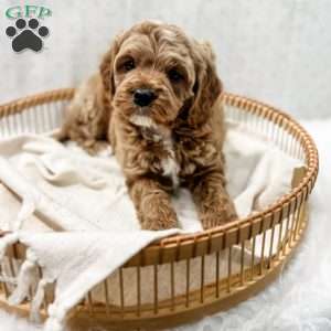 Reacher, Cavapoo Puppy