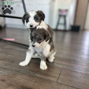 Arrow, Mini Sheepadoodle Puppy