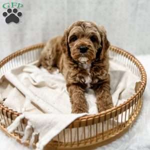 Reacher, Cavapoo Puppy