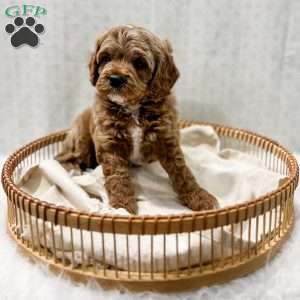 Reacher, Cavapoo Puppy