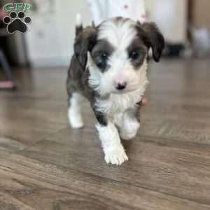 Arrow, Mini Sheepadoodle Puppy