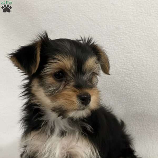 Brinna, Yorkie Puppy