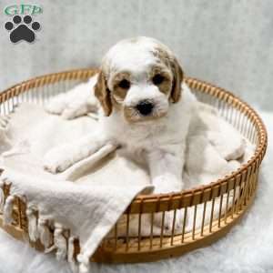 River, Cavapoo Puppy