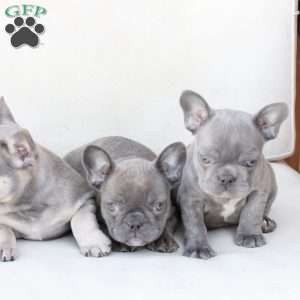Sage, French Bulldog Puppy