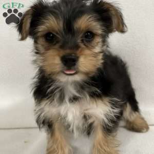 Brinna, Yorkie Puppy
