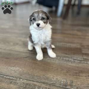 Cash, Mini Sheepadoodle Puppy