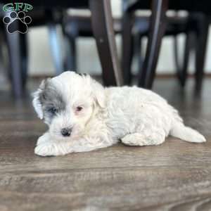 Scout, Mini Sheepadoodle Puppy