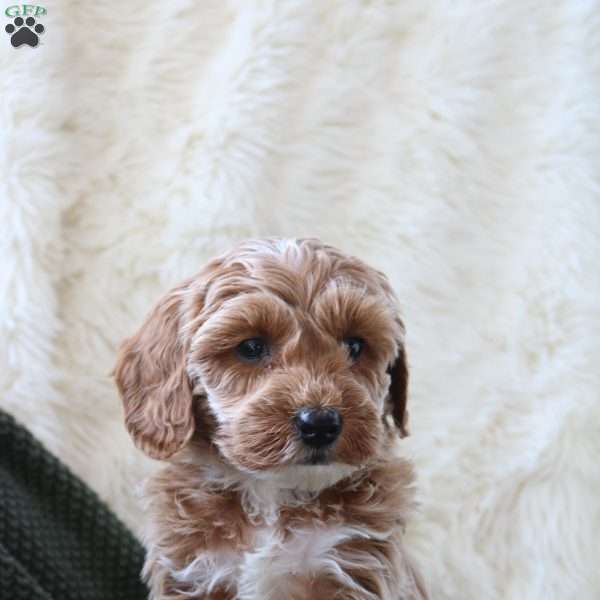 Daxter, Mini Goldendoodle Puppy