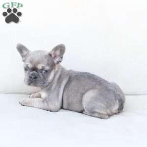 Winnie, French Bulldog Puppy